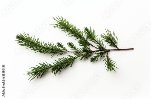 a white background with the sprig of a christmas tree, post-punk diy, the younger, use of earth tones