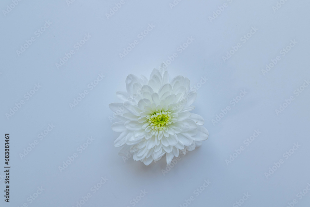 White chrysanthemums on white background frame. White chrysanthemums on white background frame.