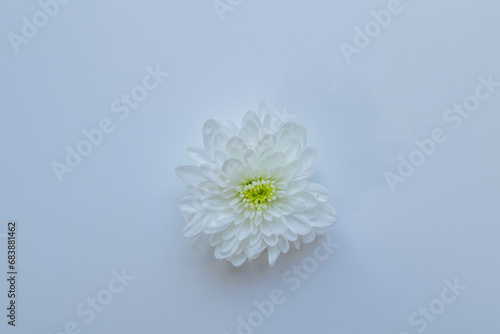 White chrysanthemums on white background frame.