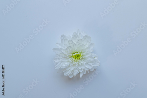 White chrysanthemums on white background frame.