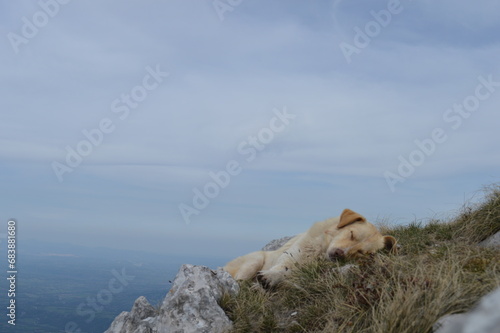 Dog sleeping on top of a mountain