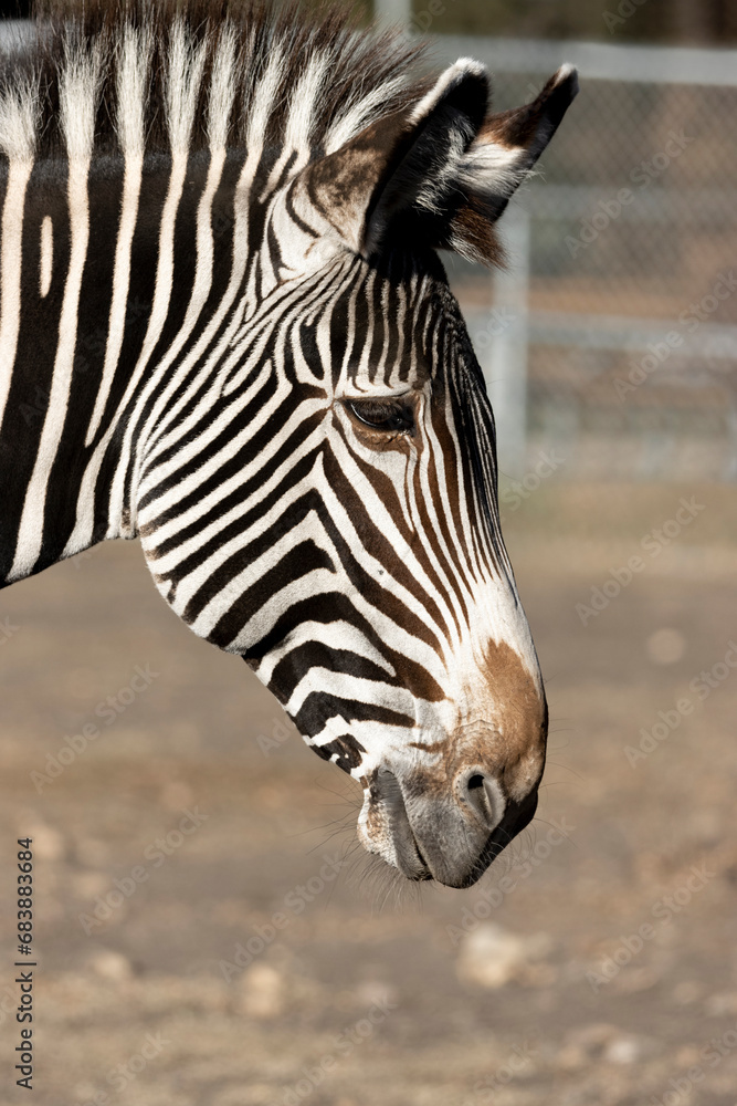 Naklejka premium zebra face close up
