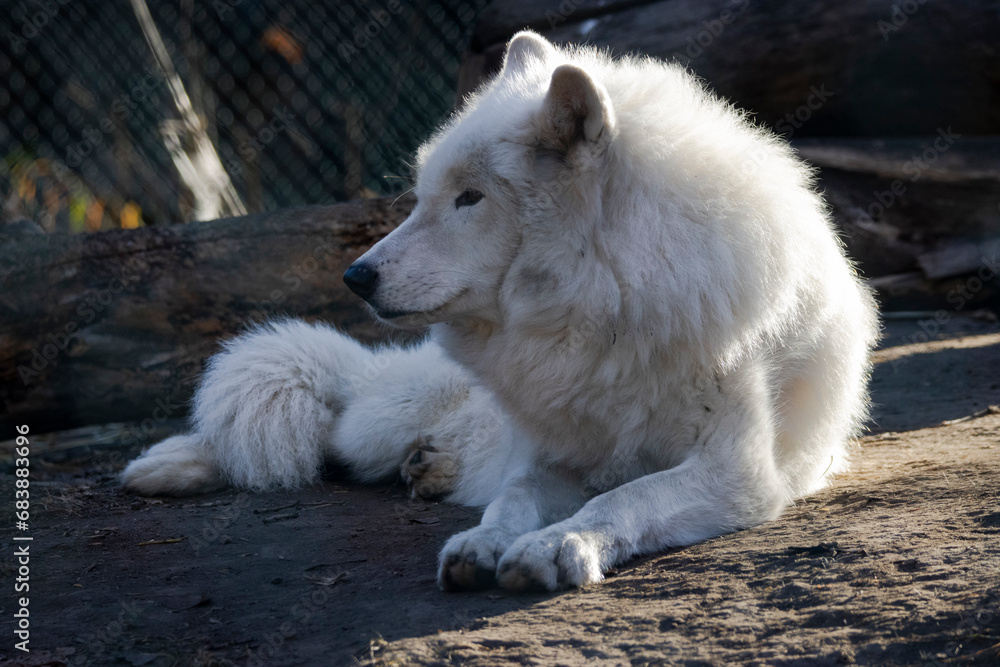 Obraz premium Arctic Wolf laying on the ground in front of dark trees, looking to side