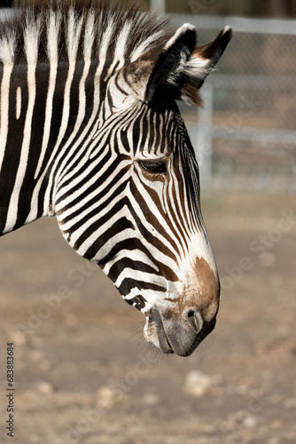 zebra face close up