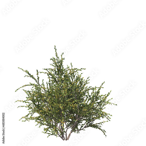 Acacia paradoxa, kangaroo acacia, kangaroo thorn, prickly wattle, hedge wattle, paradox acacia, akasia, evergreen, small tree, bush, tree, big tree, light for daylight, easy to use, 3d render, isolate