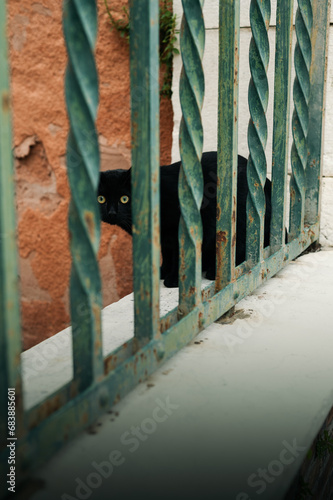 Black cat behind the fence looking at camera