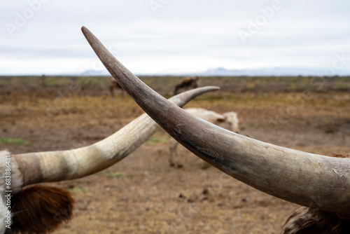 Longhorns beefs horns close up