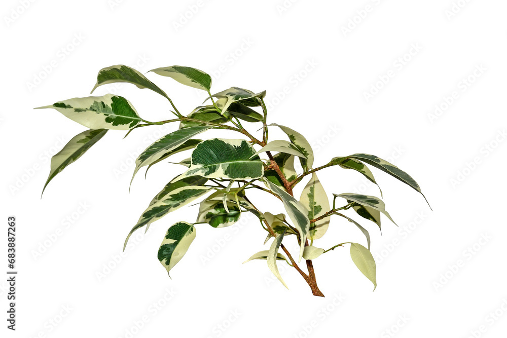 Ficus benjamina twig with white-green variegated cuspidal leaves isolated on white. Variety Starlight or De Gantel - popular houseplant for indoor floriculture, phytodesign and landscaping premises Ficus benjamina twig with white-green variegated cuspidal leaves isolated on white. Variety Starlight or De Gantel - popular houseplant for indoor floriculture, phytodesign and landscaping premises