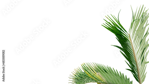 coconut leave nature transparent cut out forest isolated background 3d render.