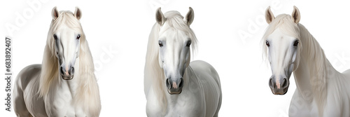 Collection of portraits of White arabian horse isolated on a white background