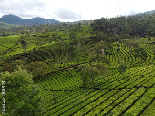 Aerial photo of tea plantation plant patterns © Adhitya