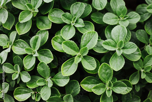 Green leaves background. Herbal texture. Origanum majorana. Garden herbs. Aromatic organic medicine. Wild herbal leaf plant.