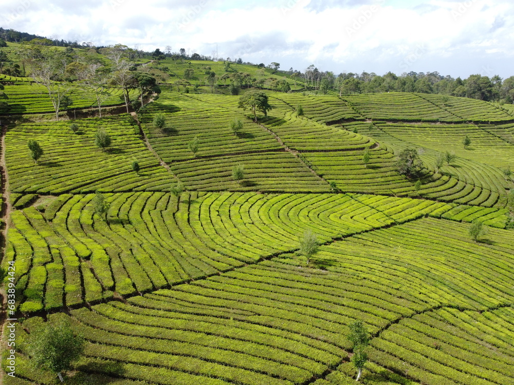 Aerial photo of tea plantation plant patterns