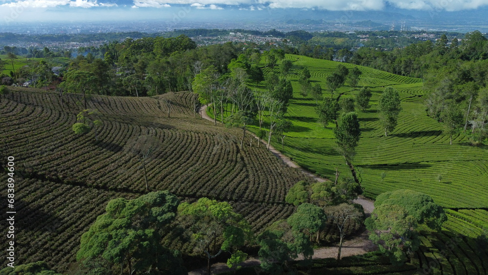 Aerial photo of split tea garden with trail in the middle. Differences in the condition of dead and healthy tea plants