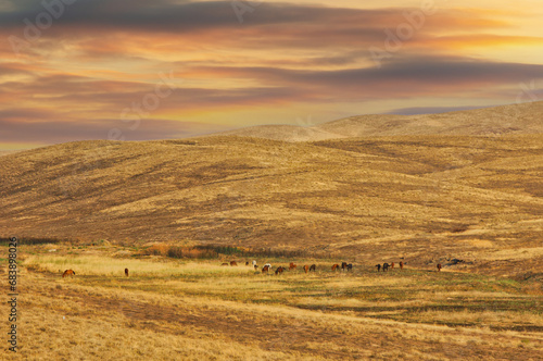 Steppe, prairie, plain, pampa. The golden hues of the sun dip below the rolling prairie, painting a masterpiece of nature's colors! Sunset Vibes ,Nature AtIts Finest