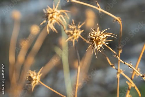 Thorns in the Sunlight © Moshe Einhorn