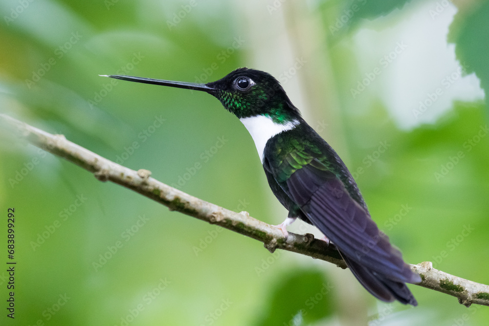 080.0773.3214, Collared Inca, Coeligena torquata, Sepelinkakolibri, Bellavista, Mindo cloud forests, Ecuador, South America (2016-11-15) 080.0773.3214, Collared Inca, Coeligena torquata, Sepelinkakolibri, Bellavista, Mindo cloud forests, Ecuador, South America (2016-11-15)