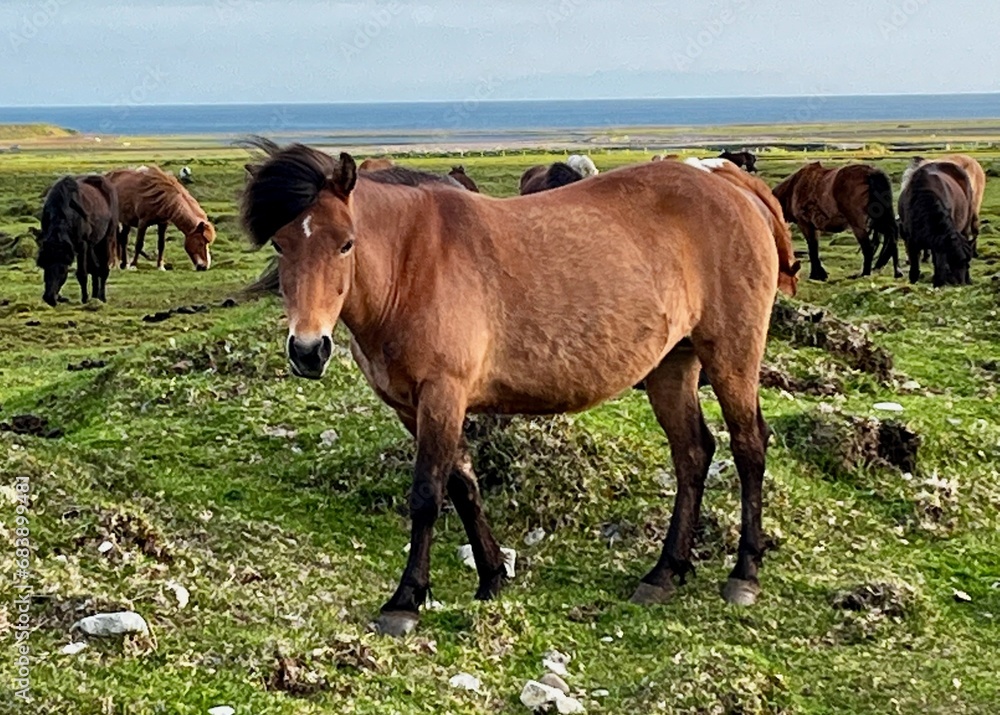 Fototapeta premium Icelandic Horse Snaefellsbaer 2