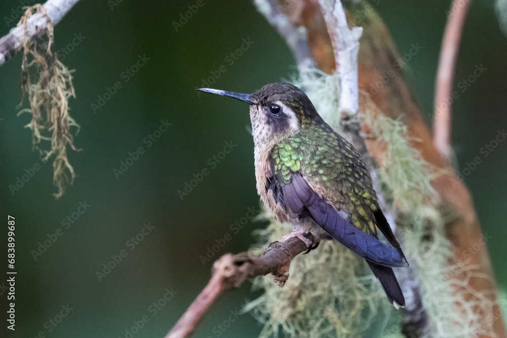 Fototapeta premium 080.0761.3181, Speckled Hummingbird, Adelomyia melanogenys, Pisamakolibri, Bellavista, Mindo cloud forests, Ecuador, South America (2016-11-15)