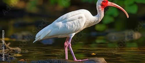 The Ibis, a beautiful bird of the Threskiornithidae family, is a nature conservation icon, representing the fight against extinction. This wading bird, along with its brethren like the Cattle Egret