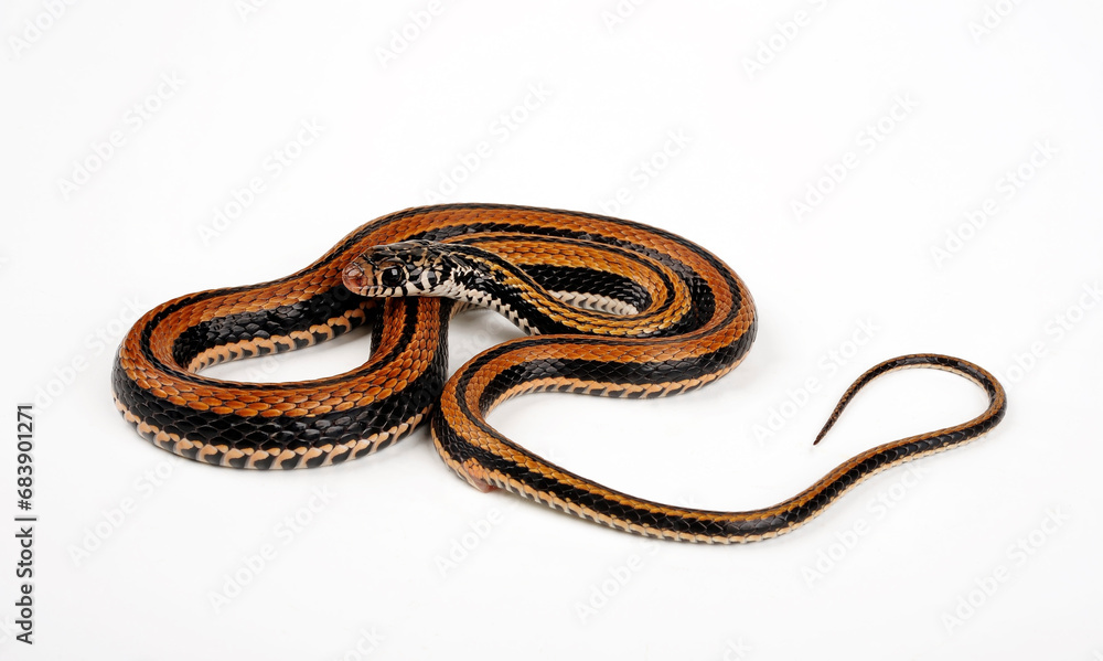 Naklejka premium Gestreifte Fischnatter, Indonesische Wassernatter // Banded Keelback, Striped Keelback (Xenochrophis vittatus / Ceratophallus vittatus) 