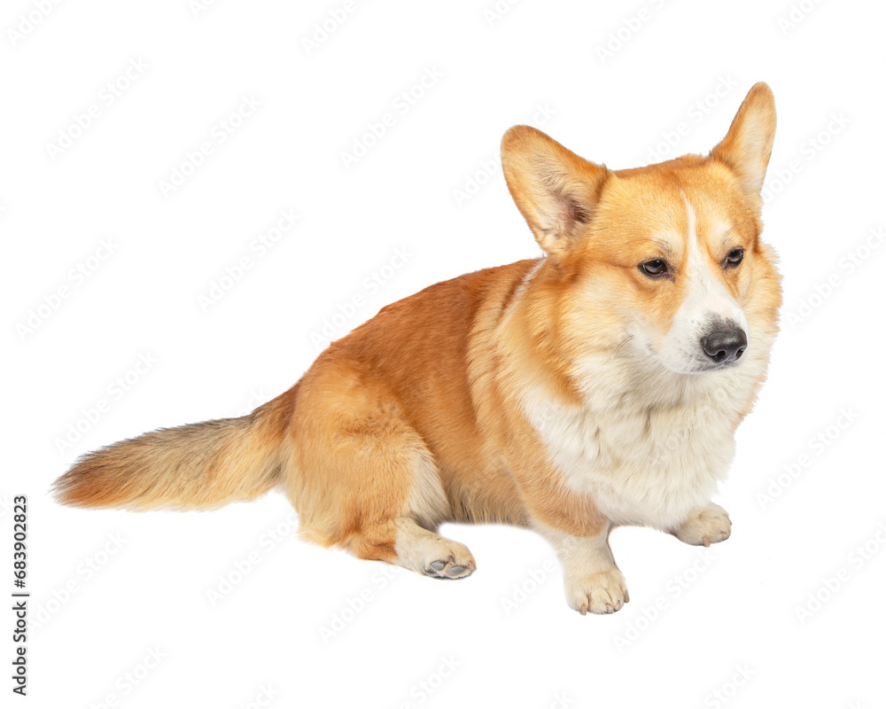 corgi isolated on white background. Cute red dog