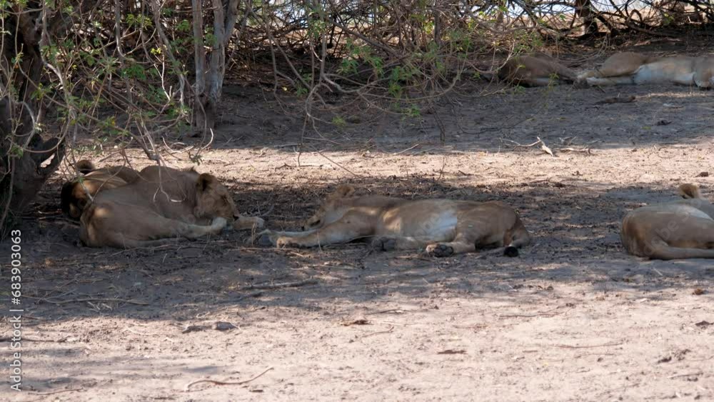 Wild animals in their natural habitat. A pride of lionesses lies on ground in shade of acacia thickets on hot day. Predator is resting after hunting. Lions in African savanna nature reserve Wild animals in their natural habitat. A pride of lionesses lies on ground in shade of acacia thickets on hot day. Predator is resting after hunting. Lions in African savanna nature reserve