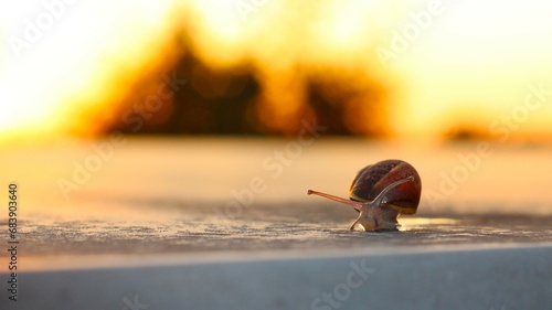 Little snail at sunset