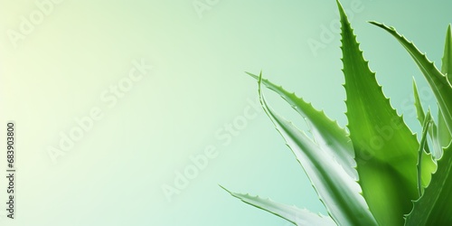Aloe vera plant banner with copy space background, a gelatinous substance obtained from a kind of aloe, used especially in cosmetics to soften or soothe the skin