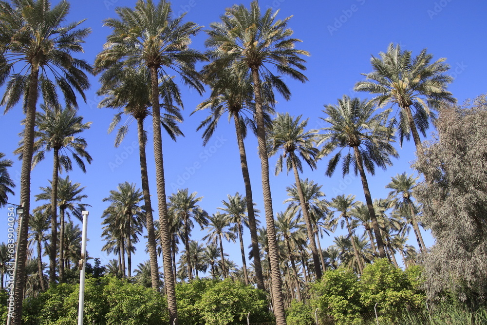 Naklejka premium palm trees in iraq with blue sky