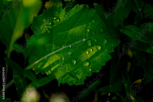 Water droplets with reflections in sunlight. Wonderful play of colours with small drops of water in the sun. Close-up taken in the sunshine in the meadow.