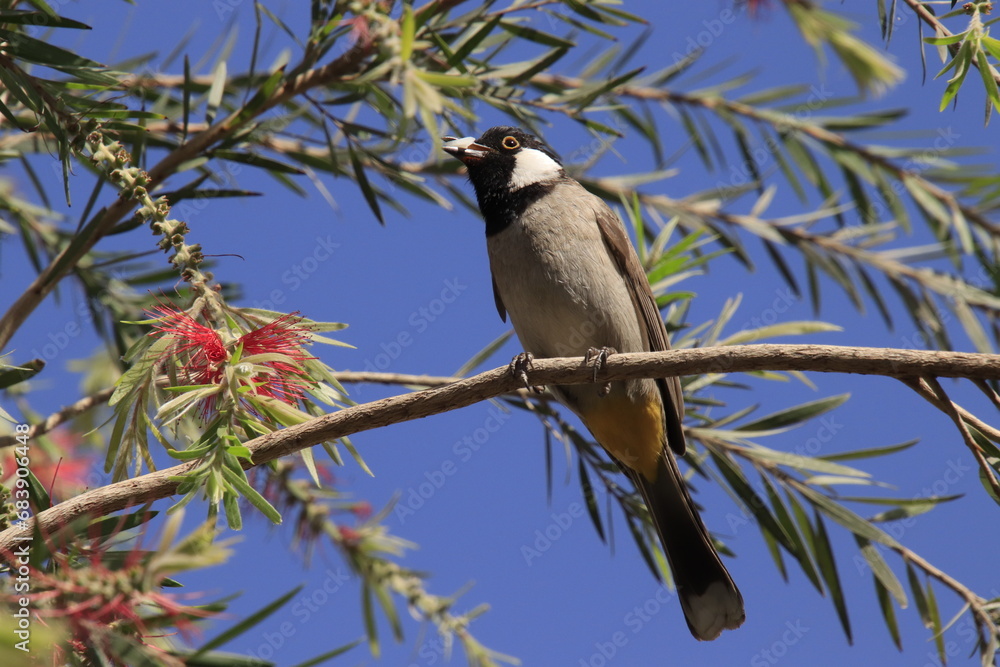 Obraz premium bulbul standing on twig tree