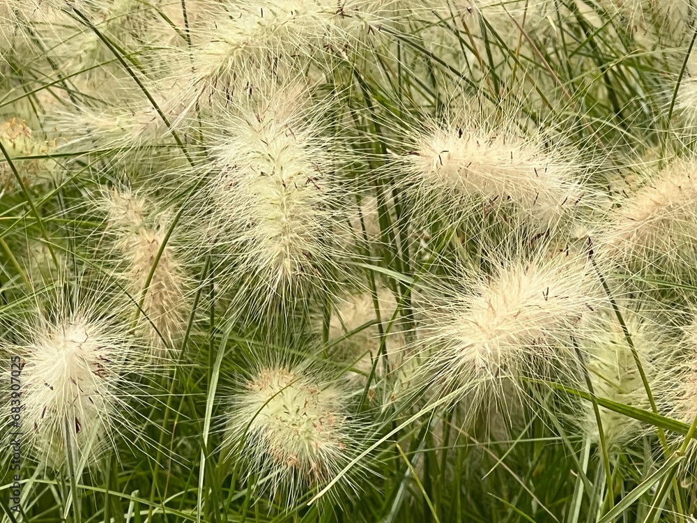 Fototapeta premium dandelion in the grass