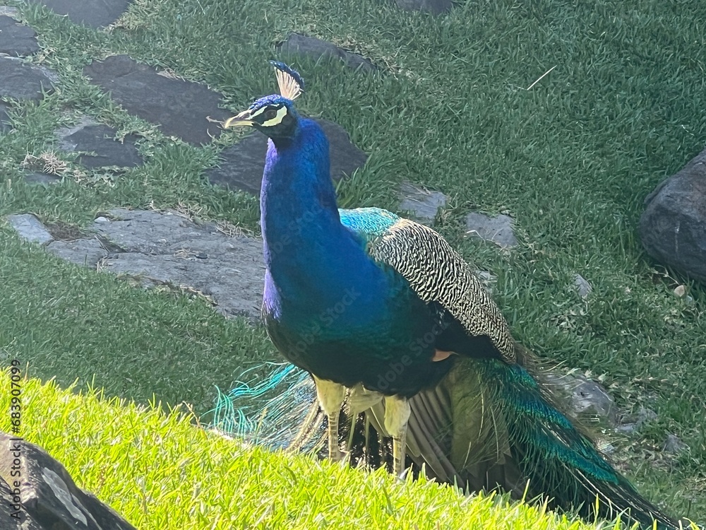 Fototapeta premium peacock in the park