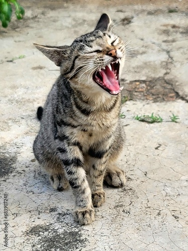 bengal cat yawning  © sodiq