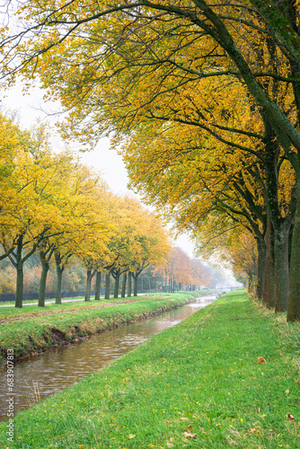 Rows of trees in autumn colours along a canal in the Netherlands photo