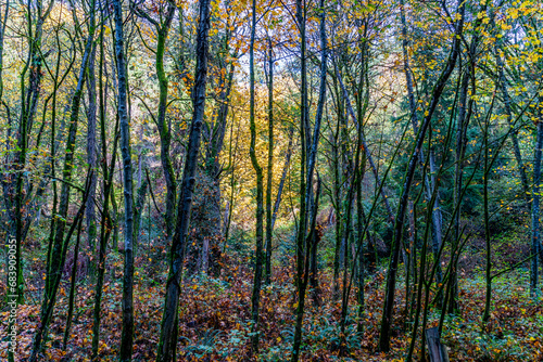 Late Autumn Trees 3 © George Cole