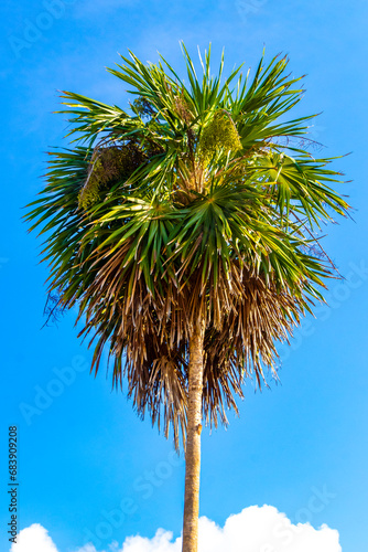 Obraz na plátně Tropical green exotic Caribbean Maya Chit palm palms rainforest Mexico