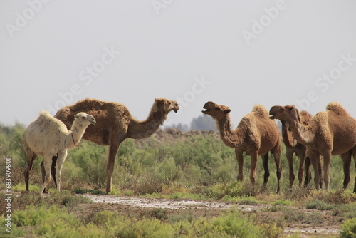 Fototapeta Naklejka Na Ścianę i Meble -  camels in the desert of iraq with agricultural lands