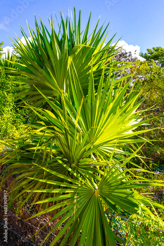 Tropical green exotic Caribbean Maya Chit palm palms rainforest Mexico.