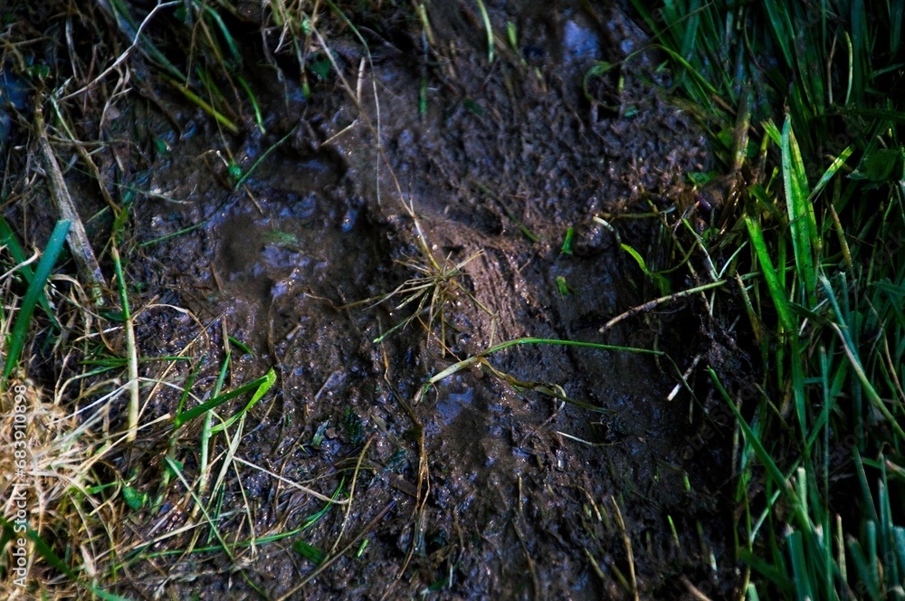 Wet mud and grass Wet mud and grass