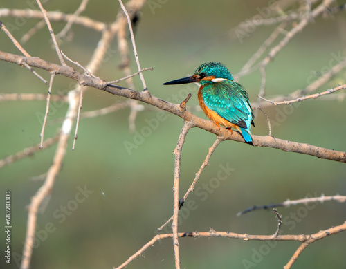 common kingfisher on a branch © Rajiv