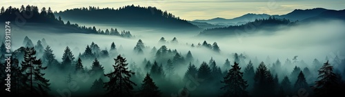Misty Forest Panorama: Serene and Mysterious Landscape