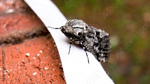 Hypercompe suffusa moth that is on a brick photo