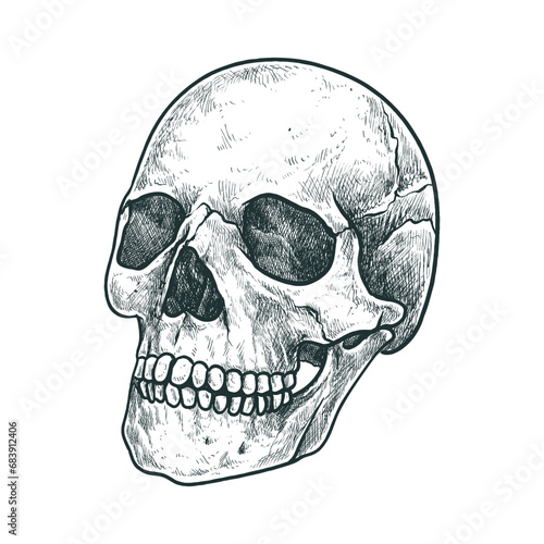 illustration of a human skull in a hand drawn style