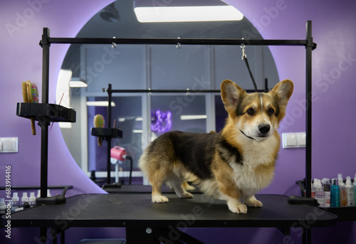 Healthy young corgi standing on a groomer's table in a pet grooming salon. Cute Pembroke Welsh Cogi puppy waiting to be groomed photo