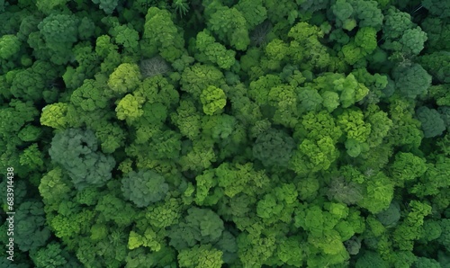 Forest and tree landscape texture abstract background, Aerial top view forest atmosphere area, Texture of forest view from above, Ecosystem and healthy ecology environment, Generative AI  © Geetanjali