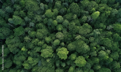 Forest and tree landscape texture abstract background, Aerial top view forest atmosphere area, Texture of forest view from above, Ecosystem and healthy ecology environment, Generative AI  © Geetanjali