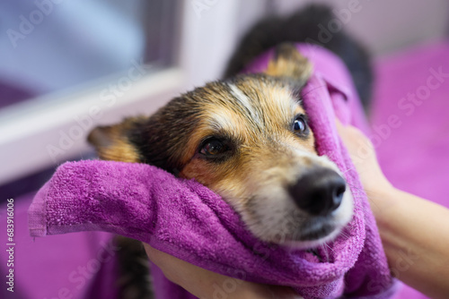Groomer drying wet corgi after bath in a grooming salon. Portrait of a cute Pembroke Welsh Corgi dog being cleaned