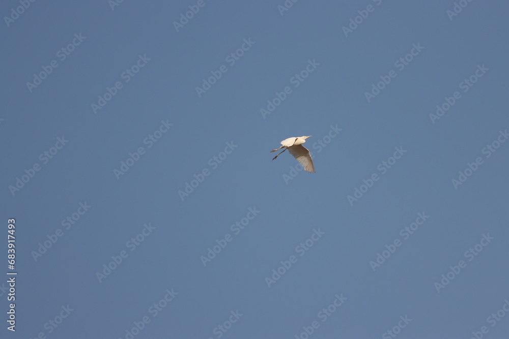 Fototapeta premium Heron bird flying in blue sky